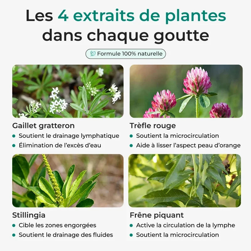 DRAINANT LYMPHATIQUE